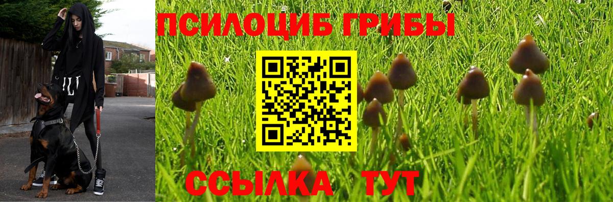 Псилоцибиновые грибы Cubensis Тайшет